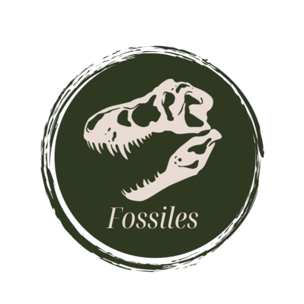 plan musée logo 4